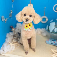 【本店】2022年8月27日のワンちゃん達♪