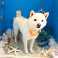 【本店】2022年8月31日のワンちゃん達♪