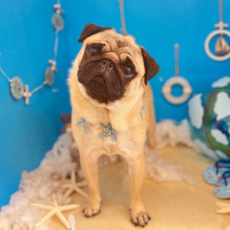 【本店】2022年8月19日のワンちゃん達♪