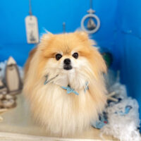 【本店】2022年8月21日のワンちゃん達♪