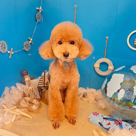 【本店】2022年8月26日のワンちゃん達♪