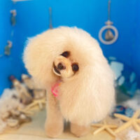 【本店】2022年8月28日のワンちゃん達♪