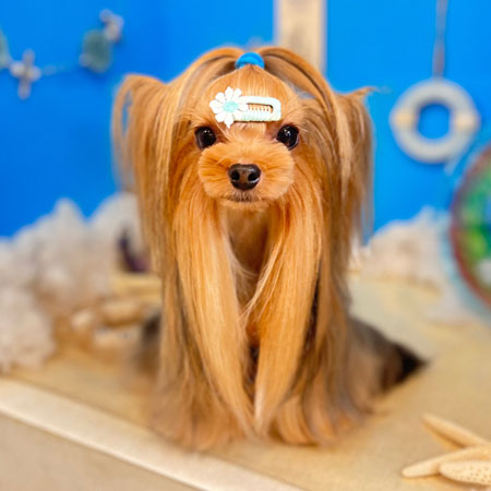 【本店】2022年8月29日のワンちゃん達♪