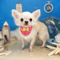 【本店】2022年8月12日のワンちゃん達♪