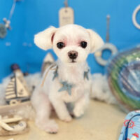 【本店】2022年8月13日のワンちゃん達♪