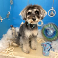 【本店】2022年8月14日のワンちゃん達♪