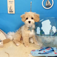 【本店】2022年8月24日のワンちゃん達♪