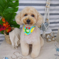 【山手店】2022年8月1日のワンちゃん達♪