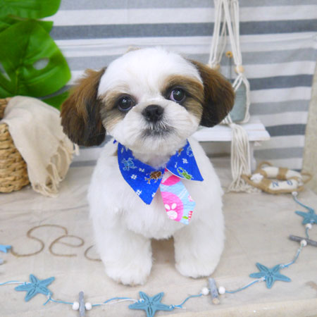 【山手店】2022年8月4日のワンちゃん達♪