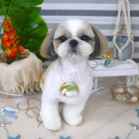 【山手店】2022年8月6日のワンちゃん達♪