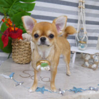 【山手店】2022年8月8日のワンちゃん達♪