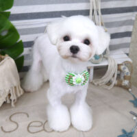 【山手店】2022年8月13日のワンちゃん達♪