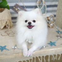 【山手店】2022年8月19日のワンちゃん達♪