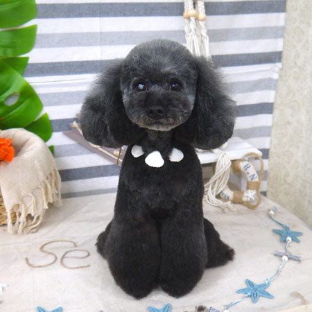 【山手店】2022年8月20日のワンちゃん達♪