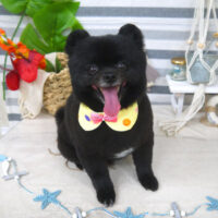 【山手店】2022年8月21日のワンちゃん達♪