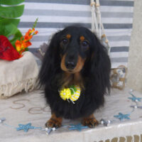 【山手店】2022年8月22日のワンちゃん達♪