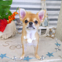 【山手店】2022年8月24日のワンちゃん達♪