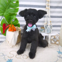 【山手店】2022年8月25日のワンちゃん達♪