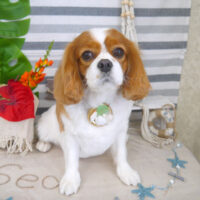 【山手店】2022年8月26日のワンちゃん達♪