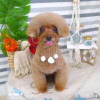 【山手店】2022年8月27日のワンちゃん達♪