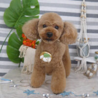 【山手店】2022年8月28日のワンちゃん達♪