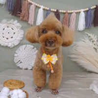 【山手店】2022年8月29日のワンちゃん達♪