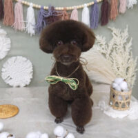 【山手店】2022年8月31日のワンちゃん達♪