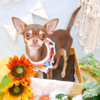 【池下店】2022年8月1日のワンちゃん達♪