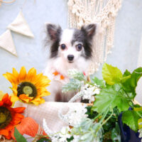 【池下店】2022年8月4日のワンちゃん達♪