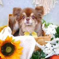 【池下店】2022年8月5日のワンちゃん達♪