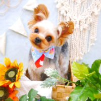 【池下店】2022年8月6日のワンちゃん達♪