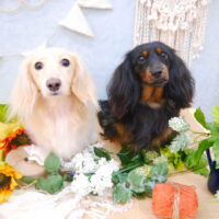 【池下店】2022年8月7日のワンちゃん達♪