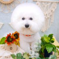 【池下店】2022年8月8日のワンちゃん達♪