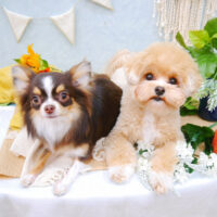 【池下店】2022年8月11日のワンちゃん達♪