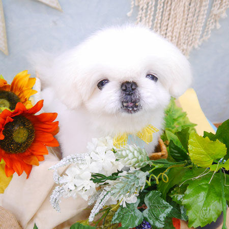 【池下店】2022年8月12日のワンちゃん達♪