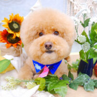 【池下店】2022年8月13日のワンちゃん達♪