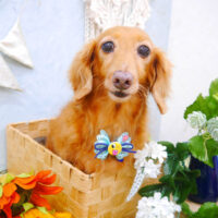 【池下店】2022年8月14日のワンちゃん達♪