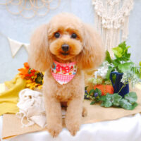 【池下店】2022年8月18日のワンちゃん達♪