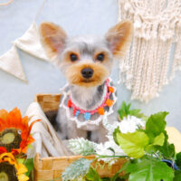 【池下店】2022年8月19日のワンちゃん達♪