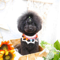 【池下店】2022年8月20日のワンちゃん達♪