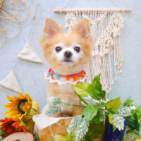 【池下店】2022年8月25日のワンちゃん達♪