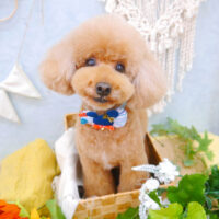 【池下店】2022年8月29日のワンちゃん達♪