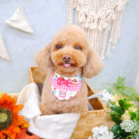 【池下店】2022年8月26日のワンちゃん達♪