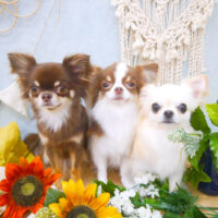 【池下店】2022年8月31日のワンちゃん達♪