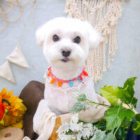 【池下店】2022年8月27日のワンちゃん達♪