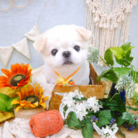 【池下店】2022年8月28日のワンちゃん達♪