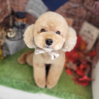 【本店】2022年9月9日のワンちゃん達♪