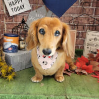 【本店】2022年9月22日のワンちゃん達♪