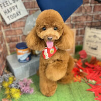 【本店】2022年9月25日のワンちゃん達♪