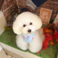 【本店】2022年9月1日のワンちゃん達♪